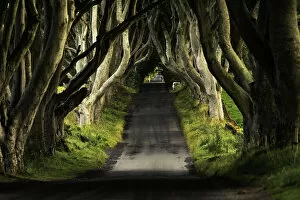 Images Dated 7th September 2015: The Dark Hedges, Northern Ireland