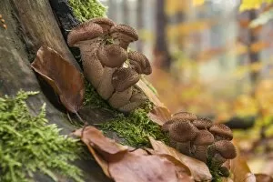 Images Dated 1st November 2012: Dark Honey Mushroom -Armillaria ostoyae-, Thuringia, Germany
