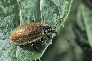 Coleoptera Gallery: Darkling Beetle (Lagria hirta)