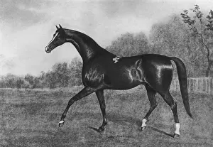 Fixdate Prints: Darley Arabian