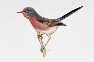 Branch Collection: Dartford warbler (Sylvia undata), perching, side view