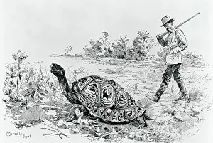 Naturalist Prints: Darwin Testing the Speed of an Elephant Tortoise (Galapagos Islands) by Meredith Nugent
