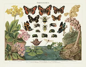 Insect Lithographs Collection: Darwinism, Natural Selection of Living Organisms, lithograph, published in 1897