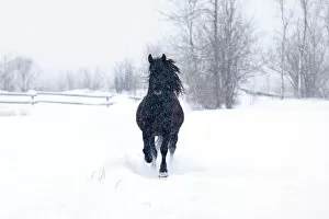 Dashing through the snow
