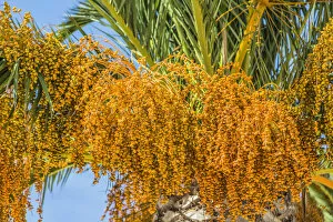 Images Dated 6th September 2016: Date palm -Phoenix sp.-, Jardim de Sagres, Sagres, Algarve, Portugal, Europe