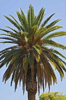 Images Dated 1st January 2014: Date Palm -Phoenix-, Windhoek, Namibia