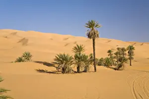Arecaceae Prints: Date Palms (Phoenix spec. ), in the Libyan Desert