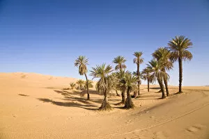 Palm Collection: Date Palms (Phoenix spec.), in the Libyan Desert, Um el Ma Oasis, Libya, Sahara, North Africa