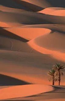 Dune Gallery: Date Palms, Sahara, Erg Ubari, Lybia / (Phoenix dactylifera)