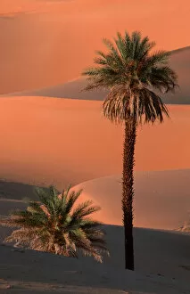 Images Dated 24th December 2009: Date Palms, Sahara, Erg Ubari, Lybia / (Phoenix dactylifera)