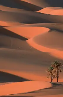 Sandy Prints: Date Palms, Sahara, Erg Ubari, Lybia / (Phoenix dactylifera)