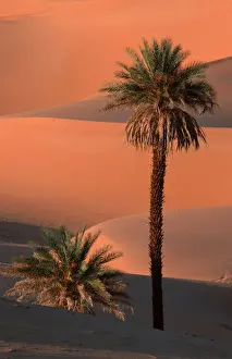 Deserts Prints: Date Palms, Sahara, Erg Ubari, Lybia / (Phoenix dactylifera)