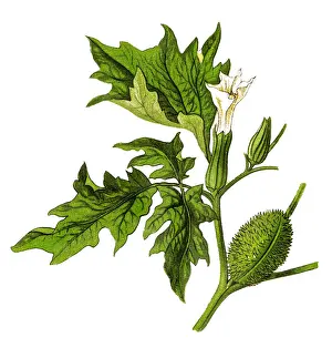 Datura stramonium (Jimson weed, devils snare, moon flower, hells bells, devils trumpet, devils weed, tolguacha, Jamestown weed, stinkweed, locoweed, pricklyburr, false castor oil plant)
