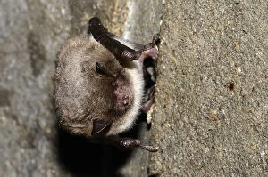 Clinging Collection: Daubentons Bat -Myotis daubentoni-, species in Annex IV of the Habitats Directive