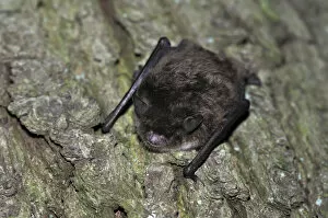 Bark Collection: Daubentons Bat -Myotis daubentonii-, hanging on a tree trunk, woods near Geesthacht