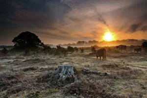 Tree Stump Gallery: Dawn in New Forest