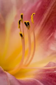 Images Dated 30th June 2012: daylily close up portrait of stamens