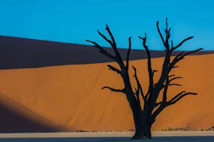 Images Dated 14th April 2017: Dead Acacia tree silhouetted against sand dunes at Dead Vlei, Namibia
