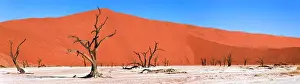 Dead Acacia trees, Dead Vlei, Namib Desert, Namibia, Africa