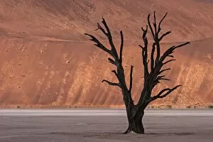 Harry Laub Travel Photography Collection: Dead camel thorn tree (Vachellia erioloba), sand dunes, Dead Vlei Sossusvlei, Namib Desert