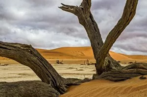 Images Dated 14th August 2012: Dead camelthorn tree in Deadvlei, Namibia