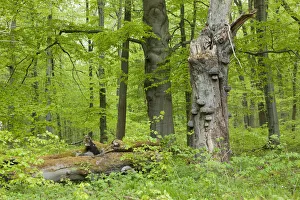 Images Dated 4th May 2012: Dead Common Beech or European Beech -Fagus sylvatica- with True Tinder Polypore fungi -Fomes