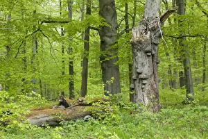 Upside Down Prints: Dead Common Beech or European Beech -Fagus sylvatica- with True Tinder Polypore fungi -Fomes fomentarius