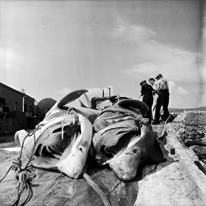 Sea Creature Prints: Dead In Dock