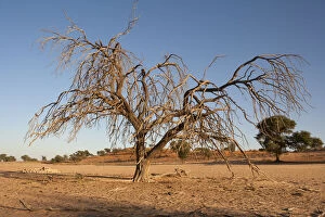 Images Dated 14th January 2016: Dead and dried tree in the Auob river, Kgalagadi Transfrontier Park