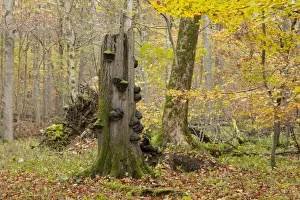Tree Stump Prints: Dead European Beech or Common Beech -Fagus sylvatica- with Tinder Fungus