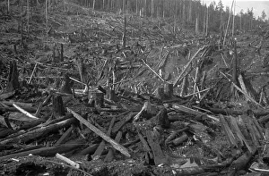 Timber Prints: Dead Forest