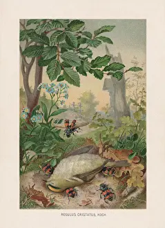 Dead goldcrest and burying beetles, chromolithograph, published in 1887