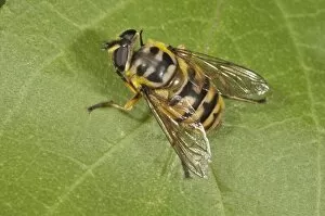Images Dated 4th August 2014: Dead Head Fly -Myathropa florea-, female, Baden-Wurttemberg, Germany