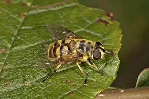 True Fly Prints: Dead Head Hoverfly -Myathropa florea