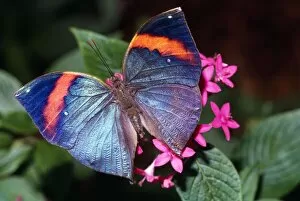 Colourful Butterflies Gallery: Dead Leaf Butterfly