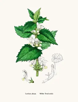 Dead nettle