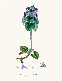 English Botany, or Coloured figures of British Plants Collection: Dead nettle