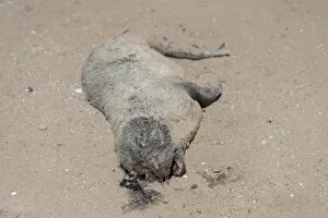 Dead seal pup, Brown Fur Seal or Cape Fur Seal -Arctocephalus pusillus-, Dorob National Park, Cape Cross, Namibia