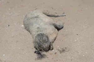 Seal Animal Prints: Dead seal pup, Brown Fur Seal or Cape Fur Seal -Arctocephalus pusillus