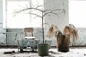 Eerie, Haunting, Abandon, Chernobyl Gallery: Dead tree in an abandoned building