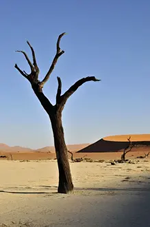 Died Prints: Dead tree in the Dead Vlei, Deadvlei clay pan in the morning light