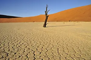 Died Prints: Dead tree in the Dead Vlei, Deadvlei clay pan in the morning light