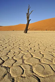 Died Prints: Dead tree in the Dead Vlei, Deadvlei clay pan in the morning light