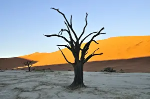 Ambiance Prints: Dead tree in Deadvlei in the morning light