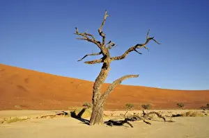 Dead tree in Deadvlei in the morning light, Namib Desert, Namib Naukluft Park, Namibia, Africa