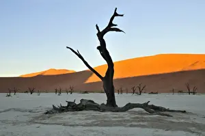 Dead tree in Deadvlei in the morning light, Namib Desert, Namib Naukluft Park, Namibia, Africa