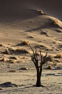 Dead tree in a desert landscape, Namib, Hardap Region, Namibia