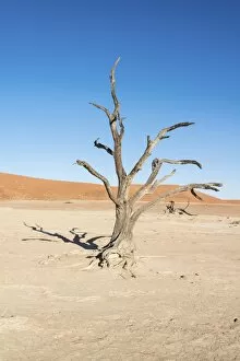 Images Dated 3rd September 2012: Dead tree in a dried-up salt and clay pan, Dead Pan, Sossusvlei, Namib Desert, Namibia