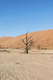 Images Dated 3rd September 2012: Dead tree in a dried-up salt and clay pan, Dead Pan, Sossusvlei, Namib Desert, Namibia