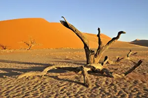 Dead tree in front of Dune 45 near Sossusvlei, Namib Desert, Namib Naukluft Park, Namibia, Africa